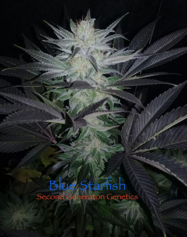 Blue Starfish F1 (GG4 x F5 Blue Heaven) 13 Regular Seeds