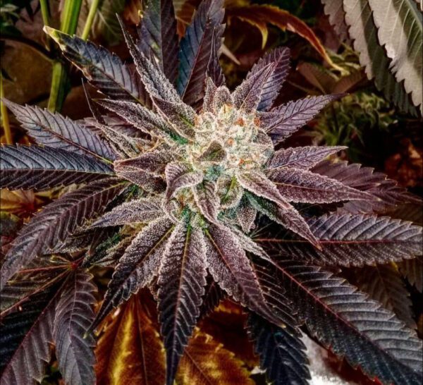 Blue Starfish F1 (GG4 x F5 Blue Heaven) 13 Regular Seeds - Image 3