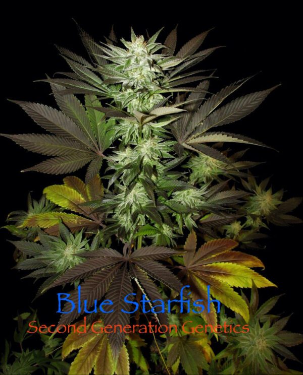 Blue Starfish F1 (GG4 x F5 Blue Heaven) 13 Regular Seeds - Image 2