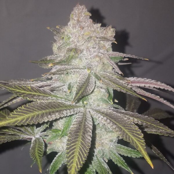 Family Blues v2 (Dj Short 98 F4 Blueberry X Blue Star) 10 Regular Seeds - Image 4