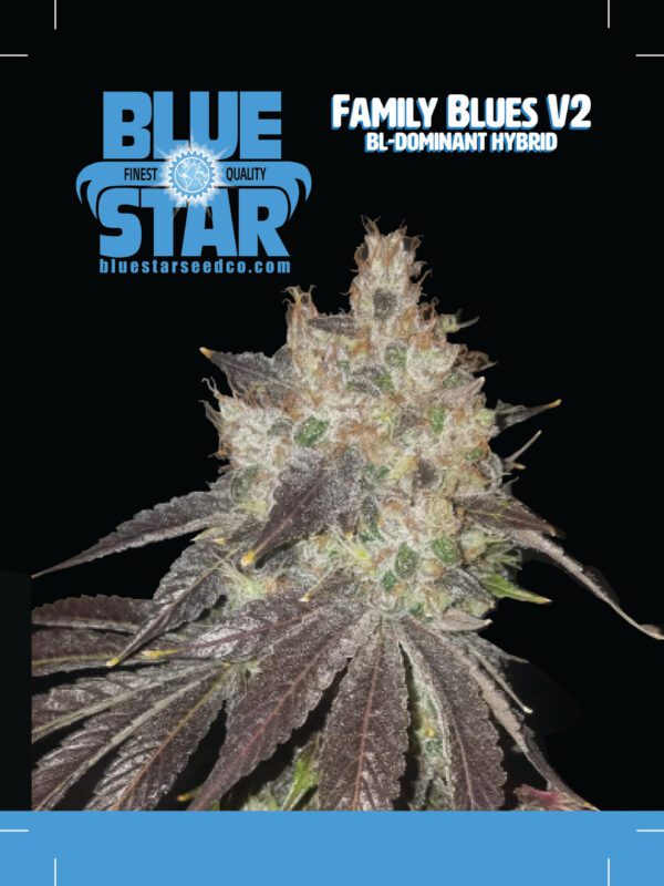 Family Blues v2 (Dj Short 98 F4 Blueberry X Blue Star) 10 Regular Seeds - Image 6