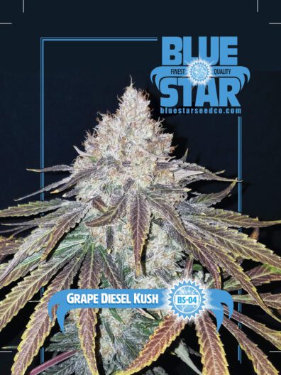 Grape Diesel Kush F1 10 Regular Seeds