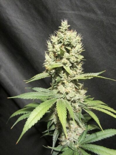 Kamakazi F1 (Massachusetts Super Skunk x Pestilence) 10 Feminized Seeds