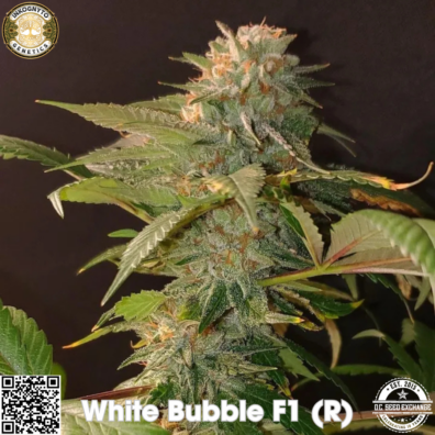 White Bubble F1 IG