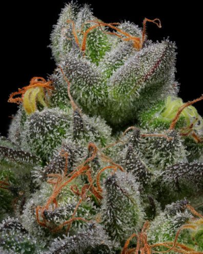 Caramel Cream Auto F2 5 Feminized Autoflowering Seeds