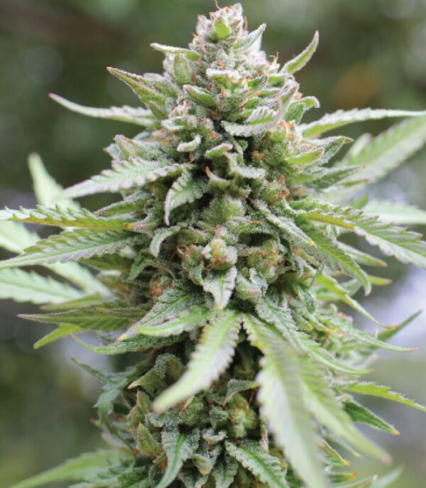 Lemongrass F4 Auto 5 Feminized Autoflower Seeds - Image 2