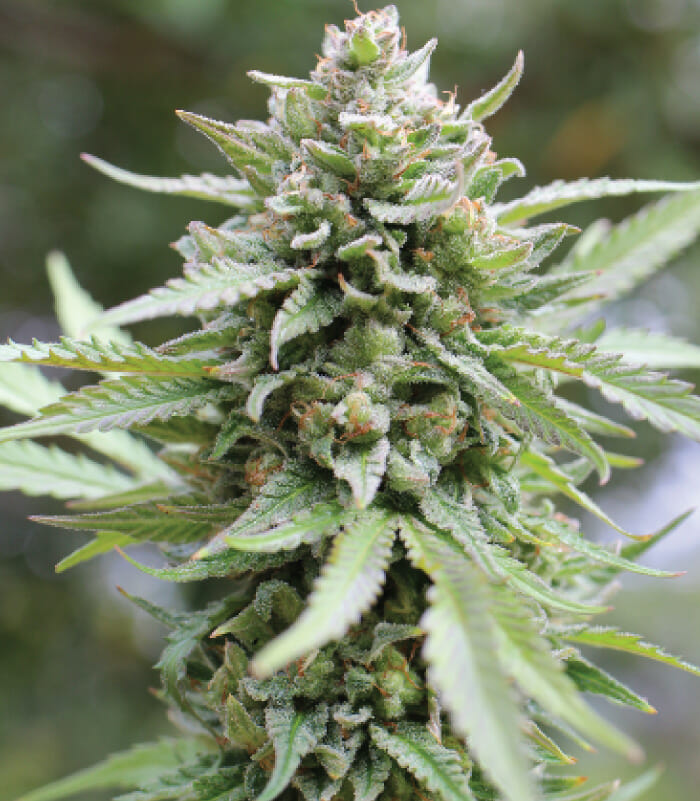 Lemongrass F4 Auto 5 Feminized Autoflower Seeds - Image 2