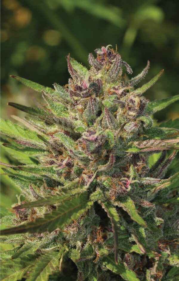 P.P.D Bx8 Auto 5 Feminized Autoflower Seeds - Image 2
