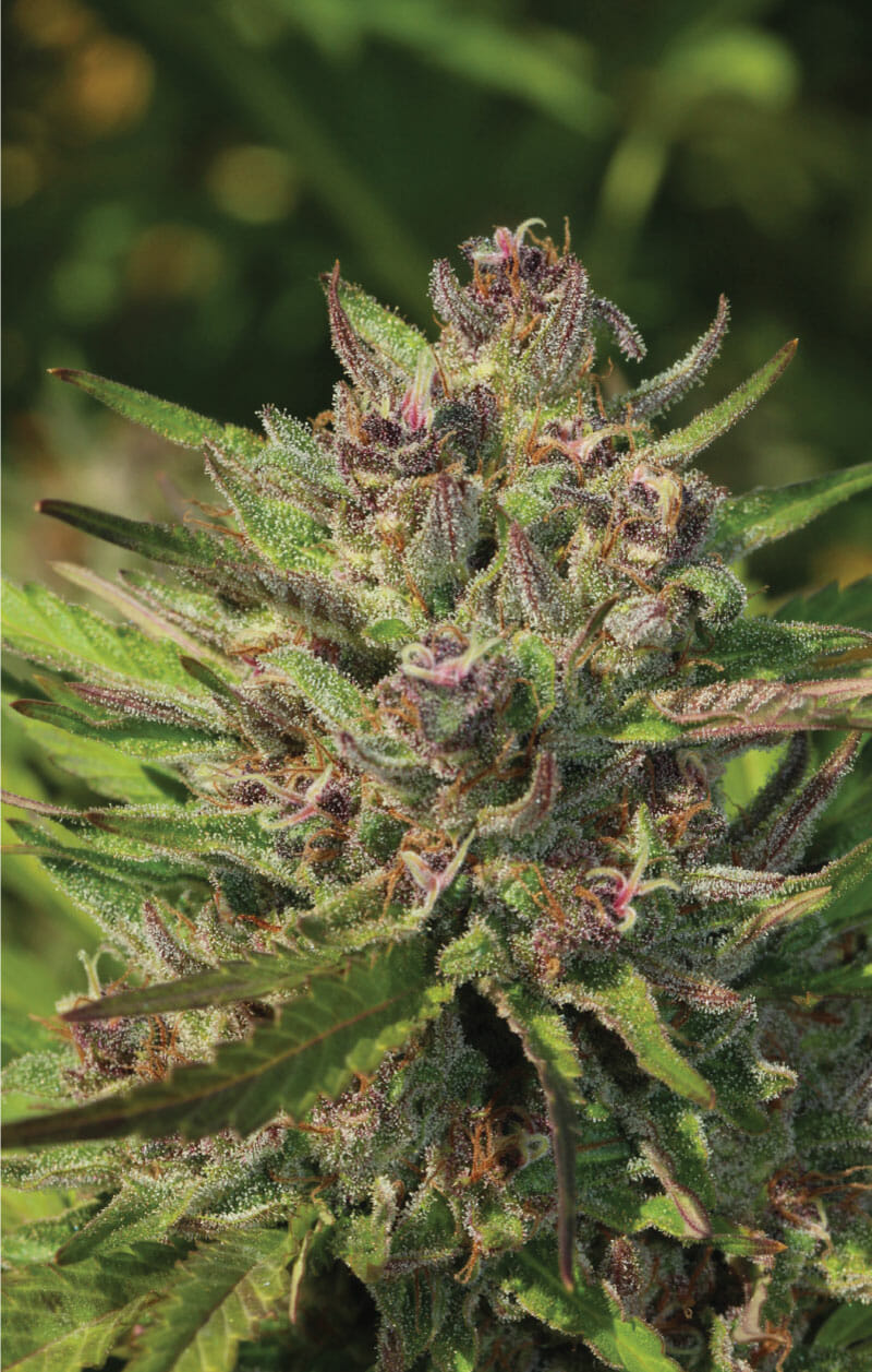P.P.D Bx8 Auto 5 Feminized Autoflower Seeds - Image 2