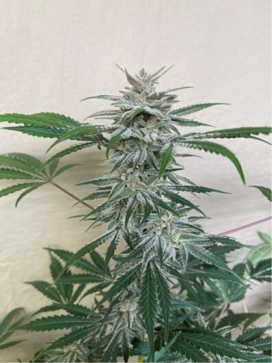 Pluto’s Bride F1 Auto (Coal Miner's Daughter x Dark Planet) 5 Feminized Autoflower Seeds