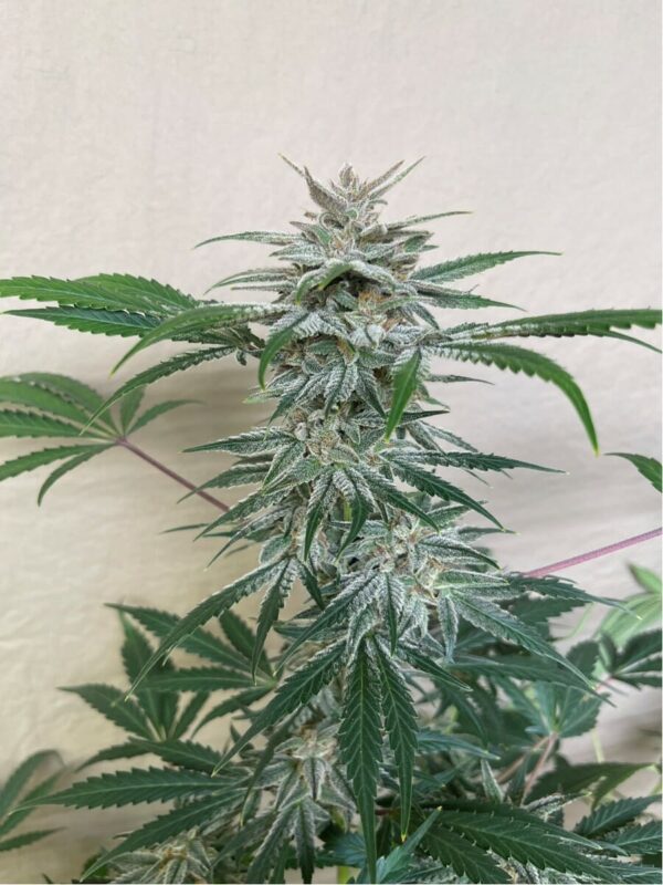 Pluto’s Bride F1 Auto (Coal Miner's Daughter x Dark Planet) 5 Feminized Autoflower Seeds