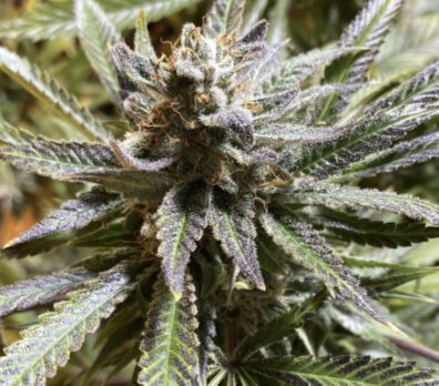 Tidy Widy F1 (Point Break x [Dogwalker x Golden Ticket]) 12 Regular Seeds