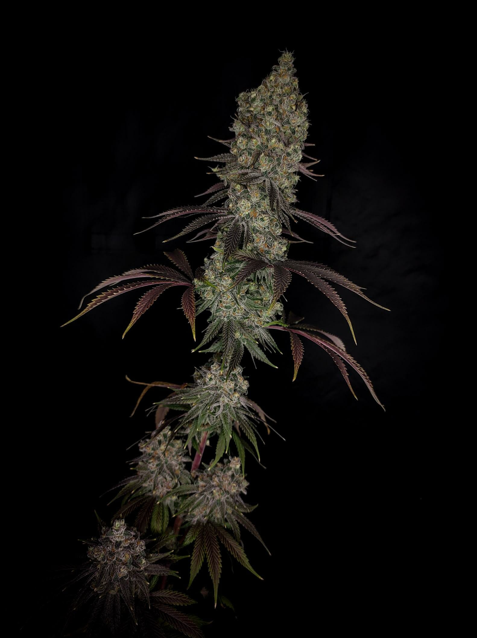 Wookie Cookie F1 (Dosidos x Blueberry F4) 13 Regular Seeds - Image 5