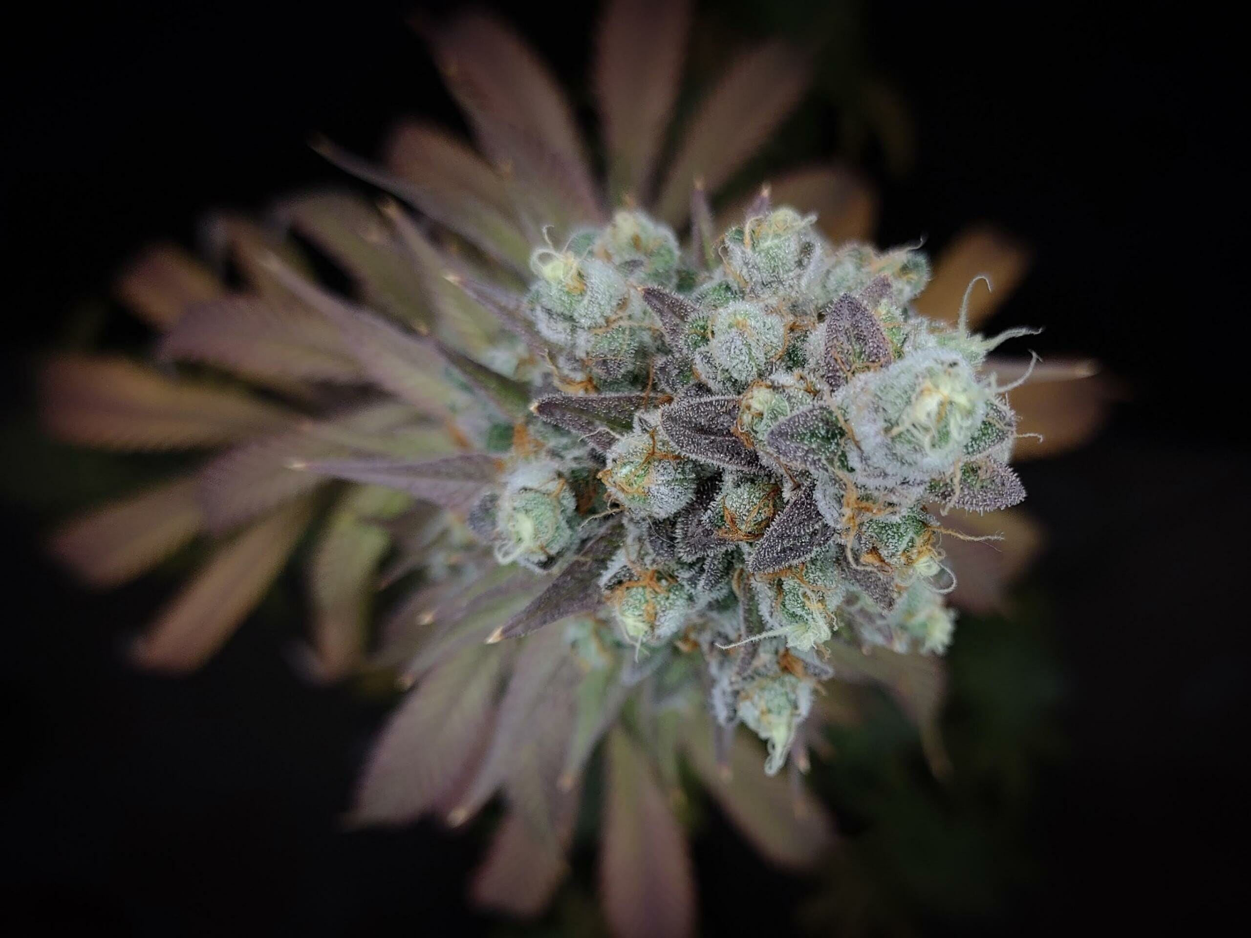 Wookie Cookie F1 (Dosidos x Blueberry F4) 13 Regular Seeds - Image 6