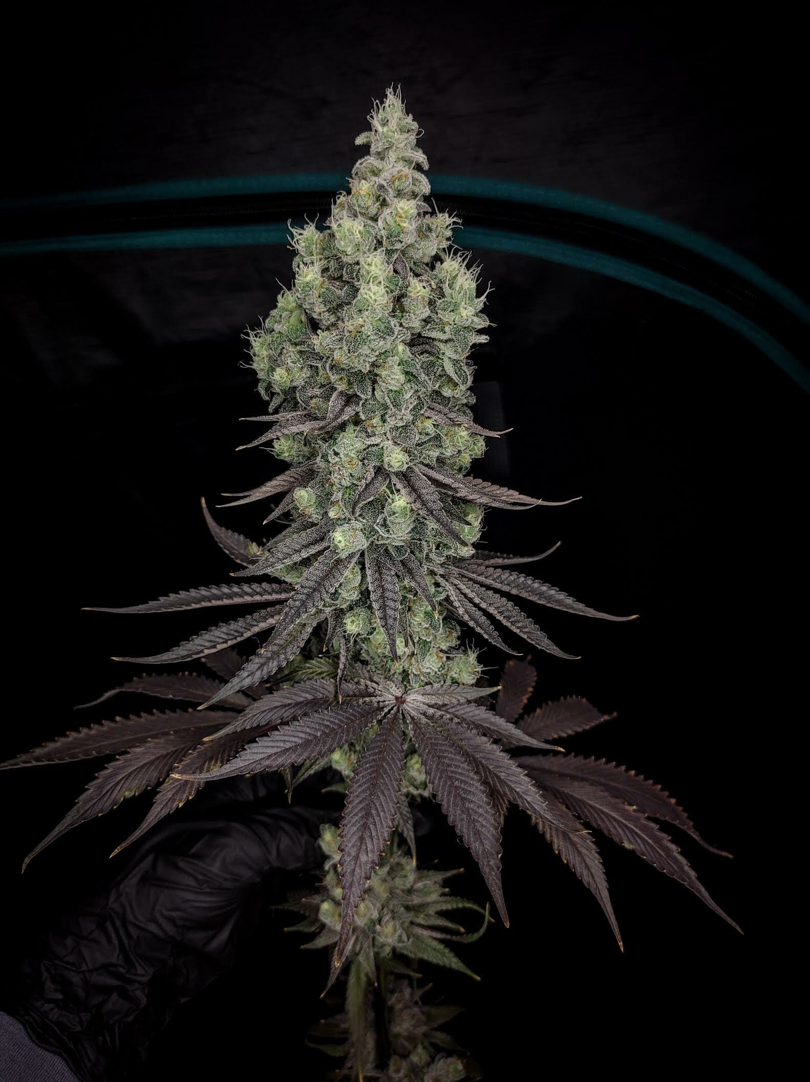 Wookie Cookie F1 (Dosidos x Blueberry F4) 13 Regular Seeds - Image 7