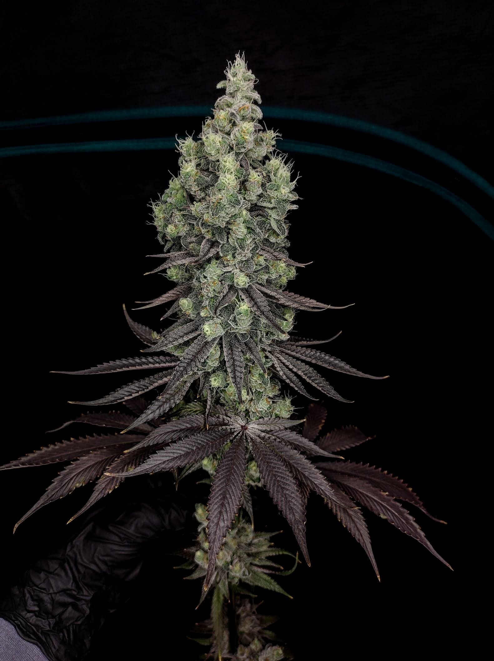 Wookie Cookie F1 (Dosidos x Blueberry F4) 13 Regular Seeds - Image 8