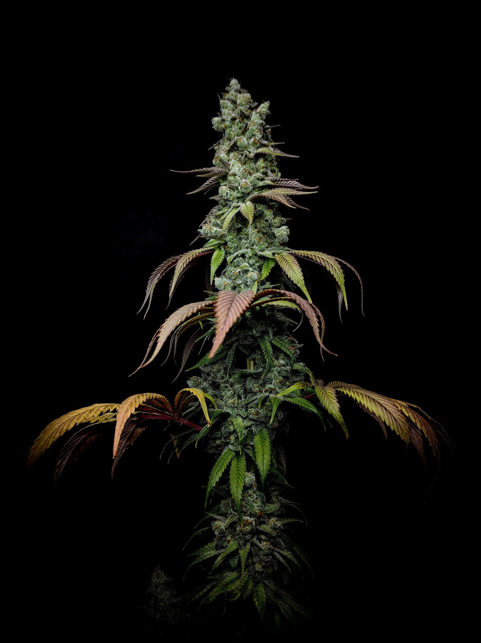 Wookie Cookie F1 (Dosidos x Blueberry F4) 13 Regular Seeds - Image 3