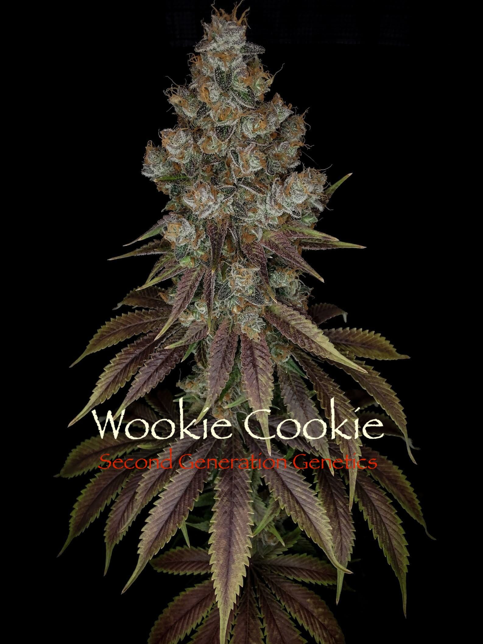 Wookie Cookie F1 (Dosidos x Blueberry F4) 13 Regular Seeds