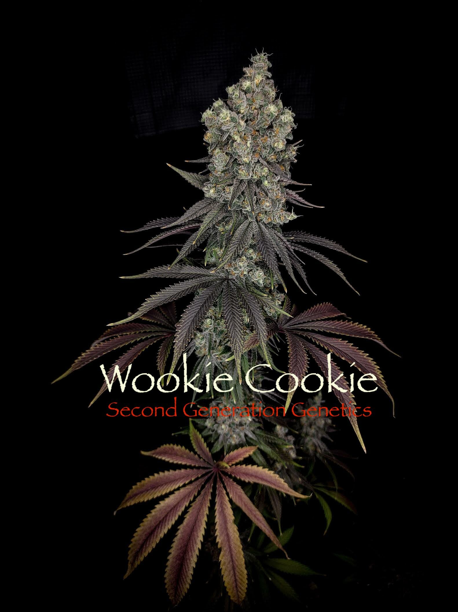 Wookie Cookie F1 (Dosidos x Blueberry F4) 13 Regular Seeds - Image 2