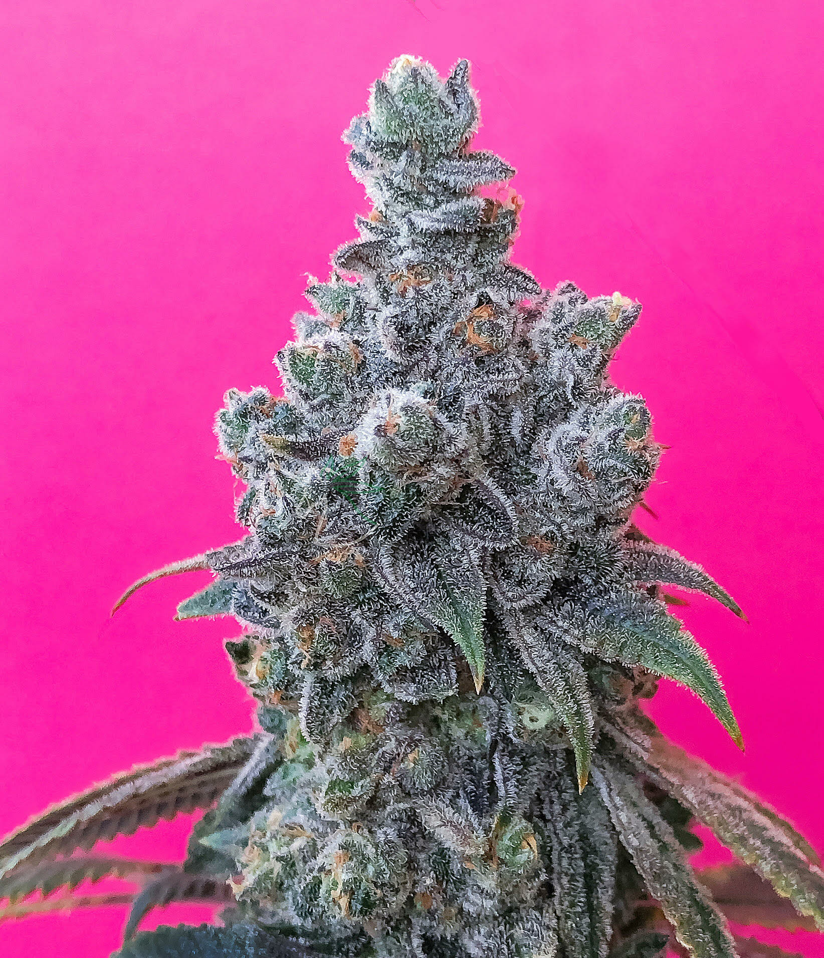 Wookie Cookie F1 (Dosidos x Blueberry F4) 13 Regular Seeds - Image 4