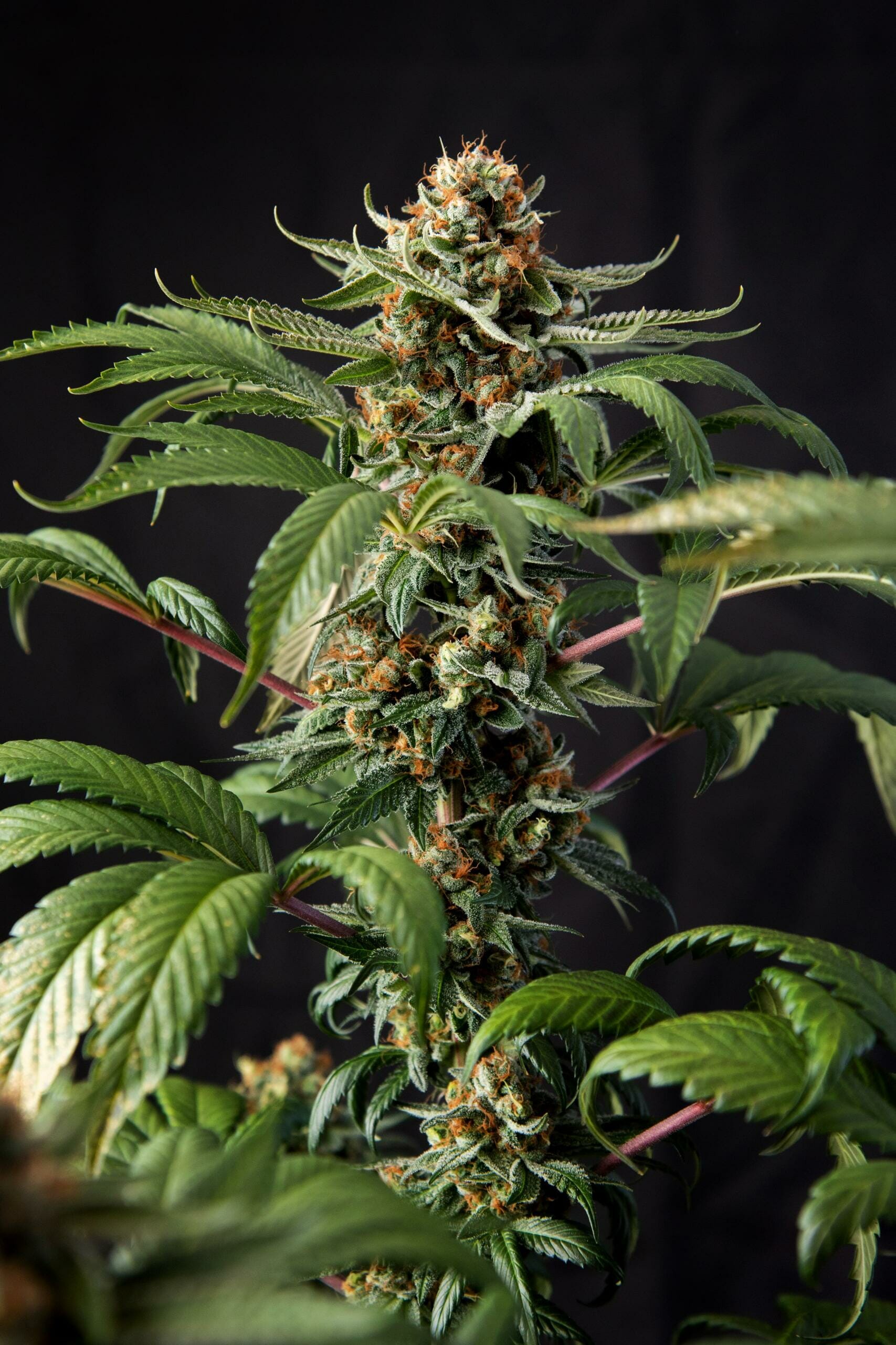 Wookie Cookie F1 (Dosidos x Blueberry F4) 13 Regular Seeds - Image 9
