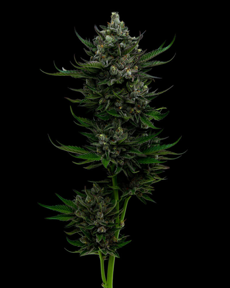 All Gas OG Auto 5 Feminized Autoflower Seeds - Image 2