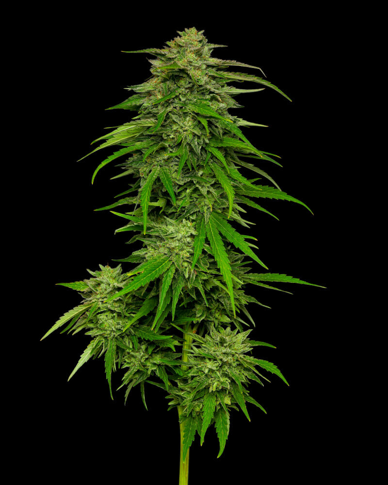 Mango Sherbert F3 Auto 5 Feminized Autoflowering Seeds - Image 2