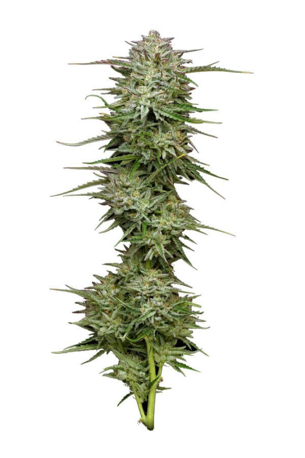 Pound Town Auto 5 Feminized Autoflower Seeds - Image 2