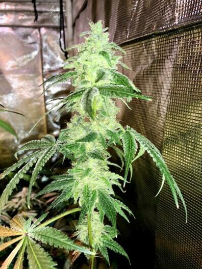 Alani Skunk S1 6 Feminized Seeds