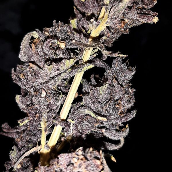Big Black Sherb ([Karmas Sherb IX x Biker] x [Gorilla Bubble x Black Rose]) 20 Regular Seeds - Image 4