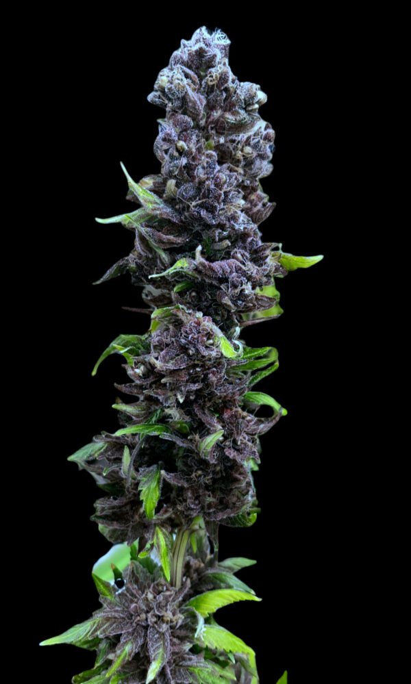 Big Black Sherb ([Karmas Sherb IX x Biker] x [Gorilla Bubble x Black Rose]) 20 Regular Seeds - Image 2
