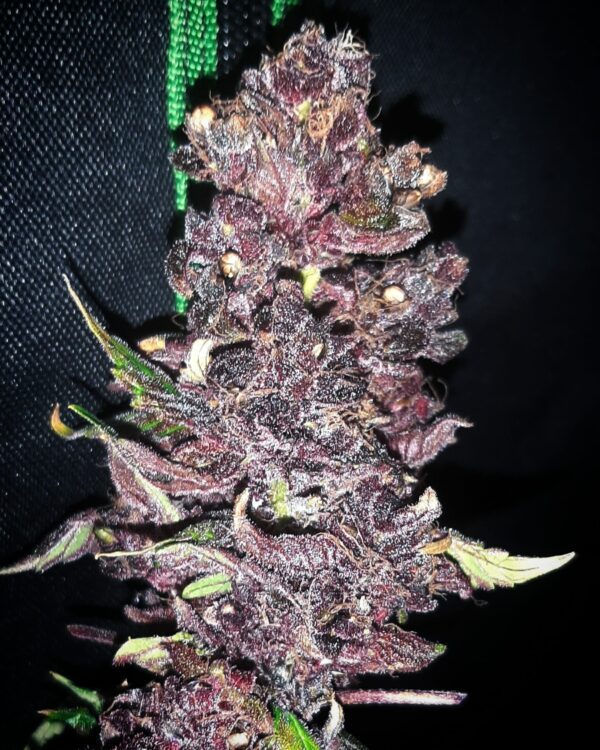 Big Black Sherb ([Karmas Sherb IX x Biker] x [Gorilla Bubble x Black Rose]) 20 Regular Seeds - Image 3