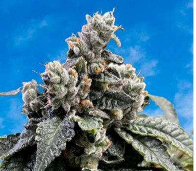 Dreamsz (Ztarburst x Raspberry Boogie-RVSD) 4 Feminized Seeds