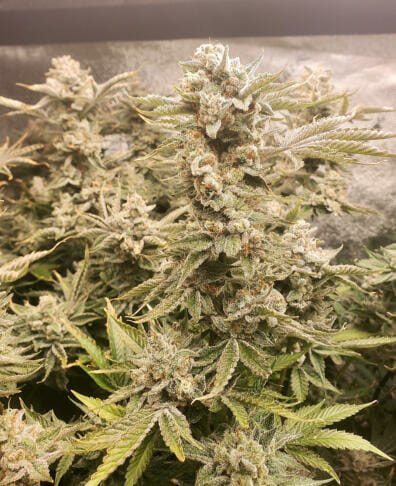 Genetically Modified Alani (G.M.A.) F1 (GMO x Alani Skunk) 6 Feminized Seeds