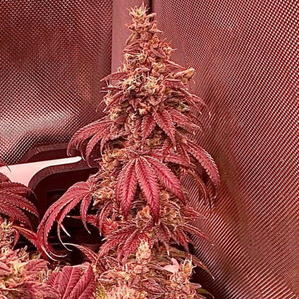 Genetically Modified Alani (G.M.A.) F1 (GMO x Alani Skunk) 6 Feminized Seeds - Image 2