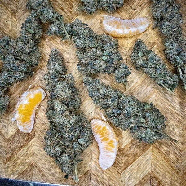 Genetically Modified Alani (G.M.A.) F1 (GMO x Alani Skunk) 6 Feminized Seeds - Image 3