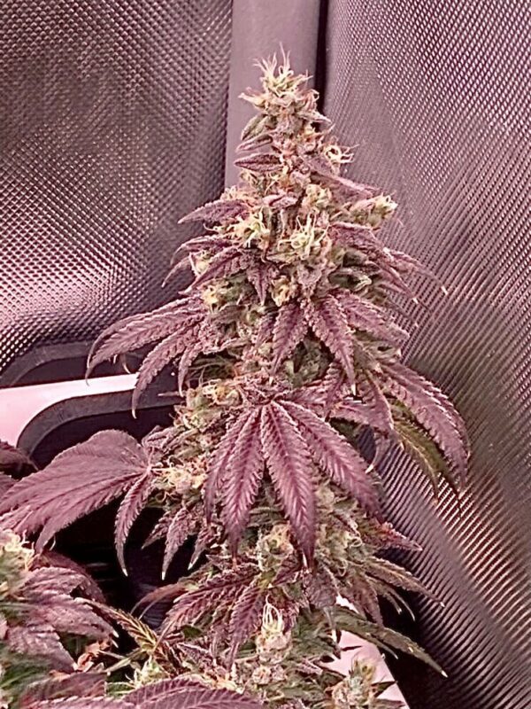 Genetically Modified Alani (G.M.A.) F1 (GMO x Alani Skunk) 6 Feminized Seeds - Image 5