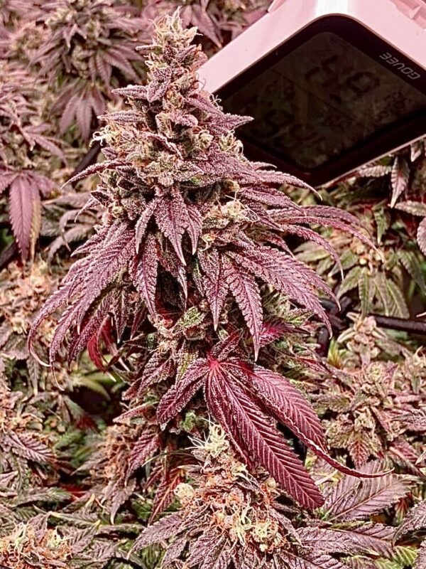 Genetically Modified Alani (G.M.A.) F1 (GMO x Alani Skunk) 6 Feminized Seeds - Image 6