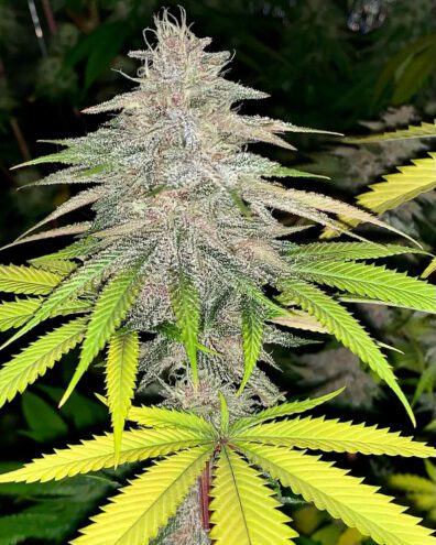 Pulani F1 (Putang x Alani Skunk) 6 Feminized Seeds