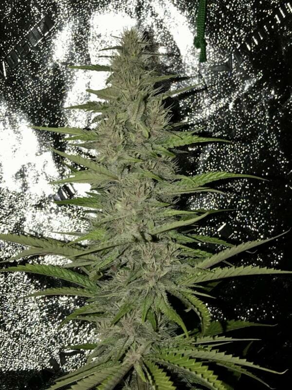 Pulani F1 (Putang x Alani Skunk) 6 Feminized Seeds - Image 4