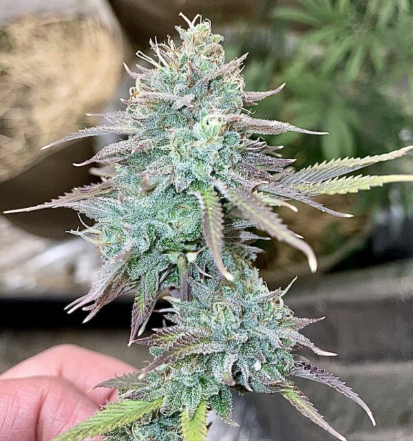Pulani F1 (Putang x Alani Skunk) 6 Feminized Seeds - Image 5