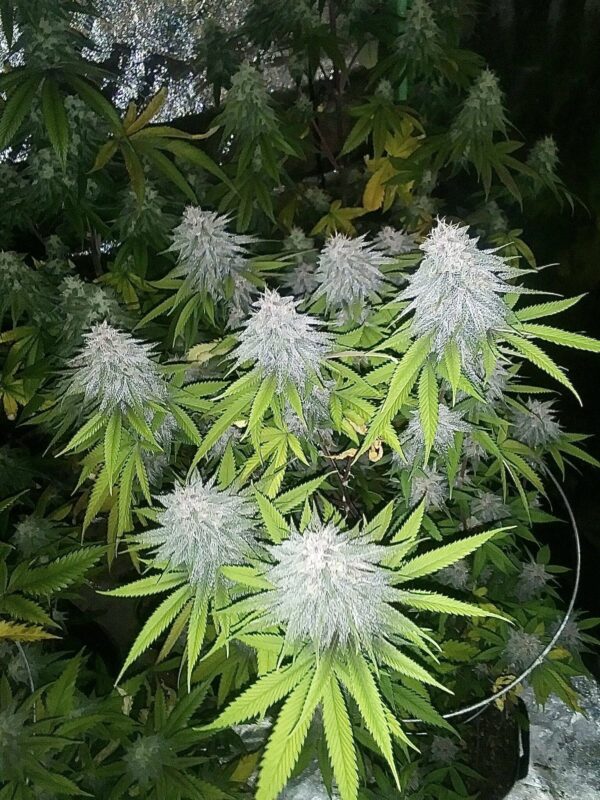 Pulani F1 (Putang x Alani Skunk) 6 Feminized Seeds - Image 6