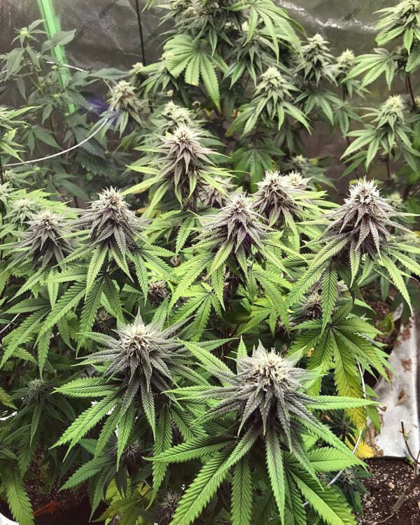 Pulani F1 (Putang x Alani Skunk) 6 Feminized Seeds - Image 2