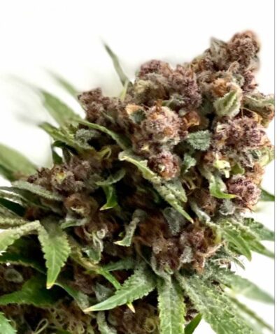 Frosted Raspberries S1 (Frosted Raspberries x Frosted Raspberries-rvsd) 3 Feminized Seeds