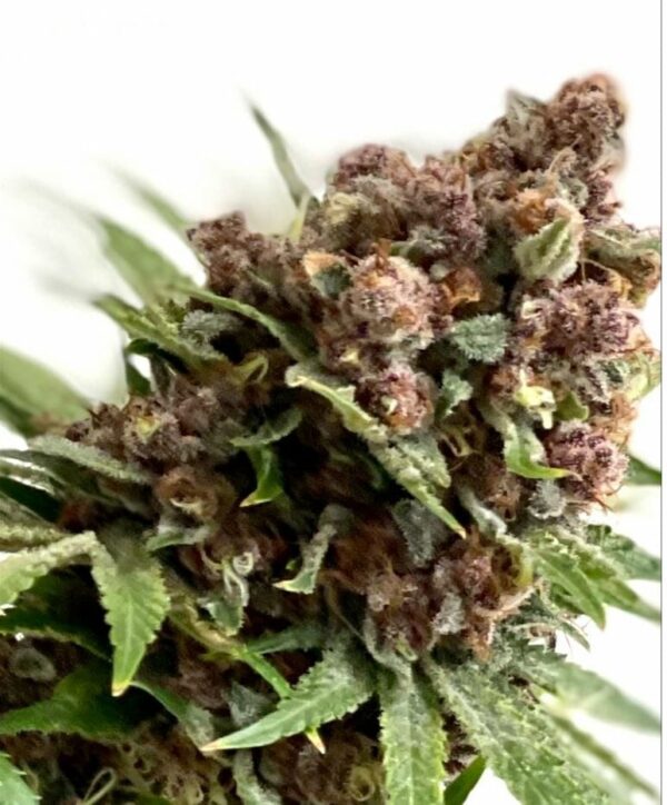 Frosted Raspberries S1 (Frosted Raspberries x Frosted Raspberries-rvsd) 3 Feminized Seeds