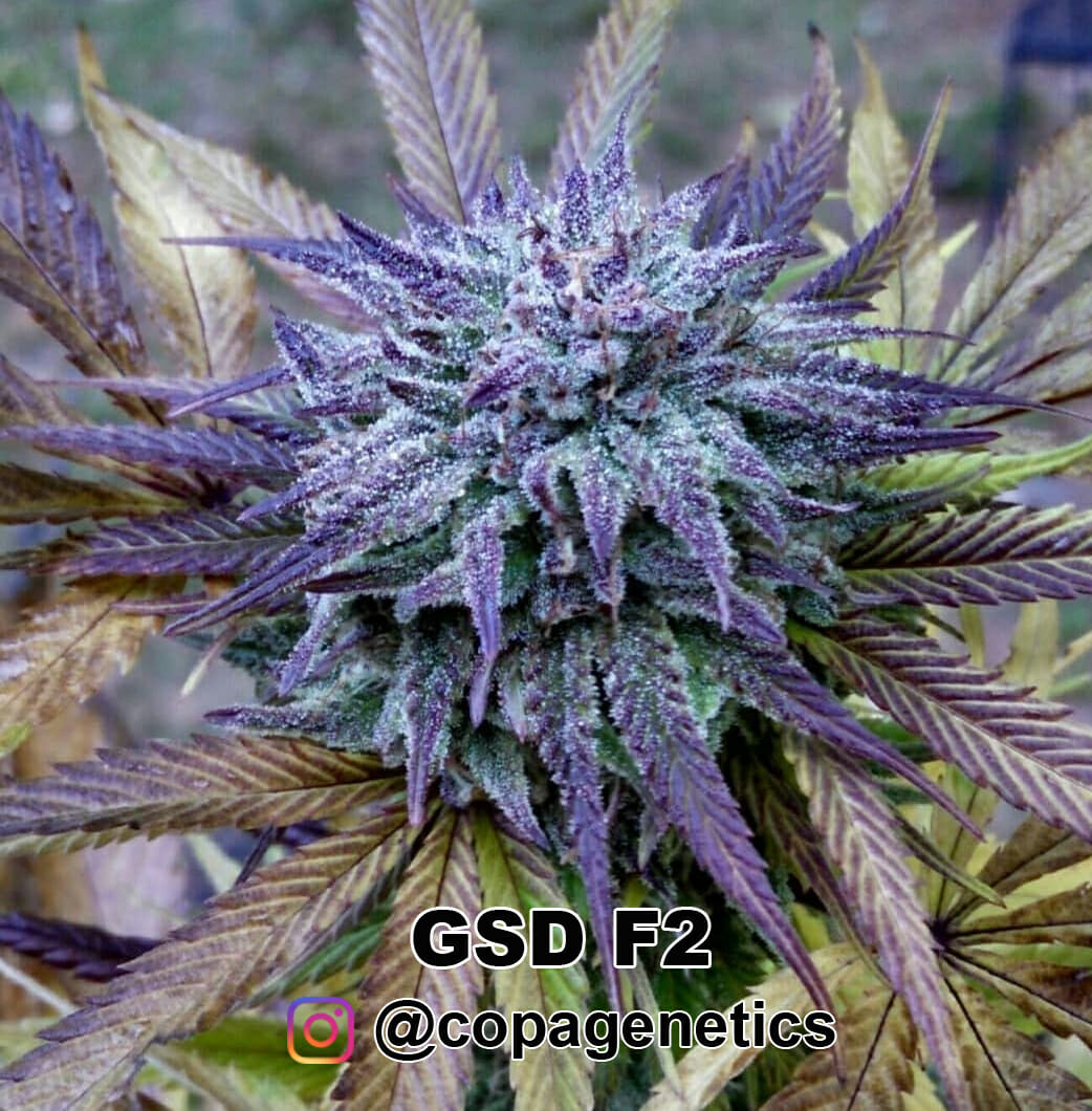 GSD F6 (GG4 x Sunshine Daydream) 10 Regular Seeds - Image 7