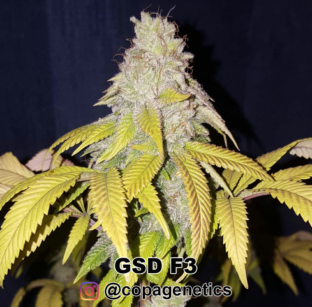 GSD F6 (GG4 x Sunshine Daydream) 10 Regular Seeds - Image 6