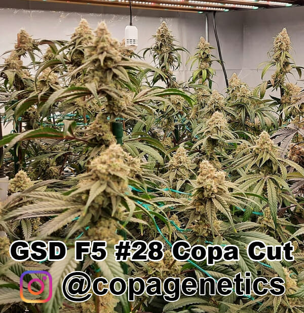 GSD F6 (GG4 x Sunshine Daydream) 10 Regular Seeds - Image 4