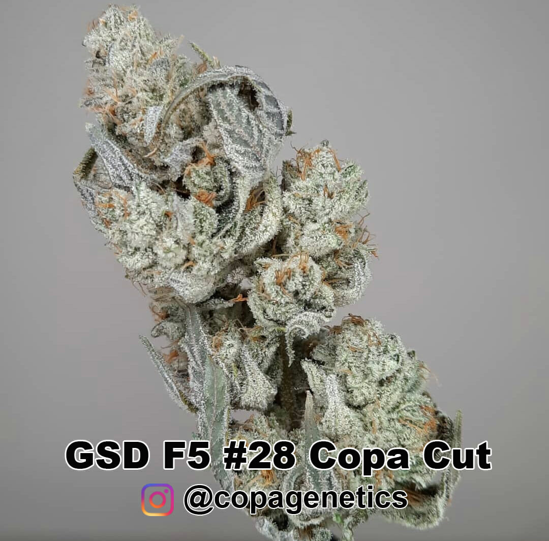 GSD F6 (GG4 x Sunshine Daydream) 10 Regular Seeds - Image 3