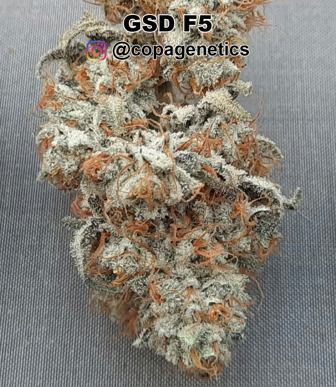 GSD F6 (GG4 x Sunshine Daydream) 10 Regular Seeds - Image 8
